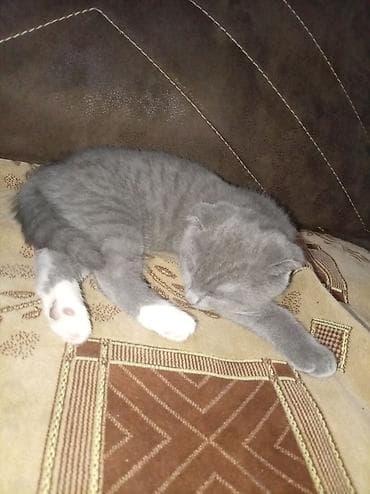 Britan yastı qulaq, Dişi, Ünvandan götürmə