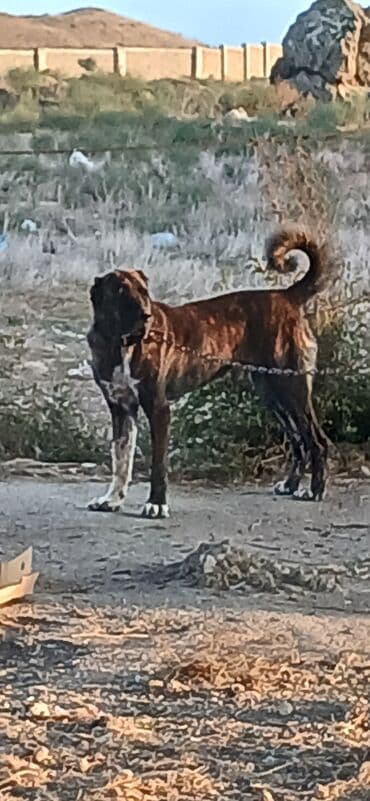 собака отдам в хорошие руки: Гурдбасар, 3 годa, Самец, С прививками, Платная доставка — 12