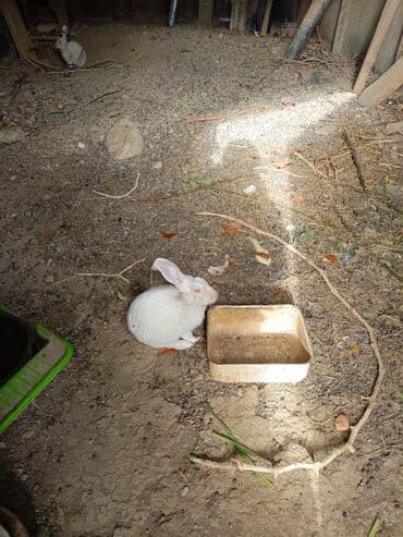 dovşan: Ağ albinos dovşanlar – qrup şəklində - Rəng: tam ağ, qırmızı gözlü — 3