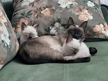 pişik siam: Siam — 5