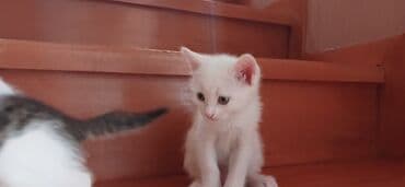 ağ pişik balası: Tabbi, Yaxşı əllərə — 10