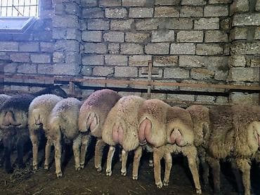 afçarka satışı: Quzular satılır.Super kökdülər.Kəsimlik və Damazlıq üçün əladır.26 — 3