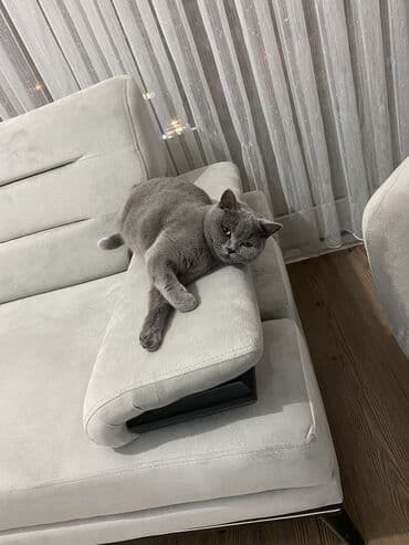 sarı pişik imla: Britan, Erkək, Yaxşı əllərə, Ödənişli çatdırılma — 2