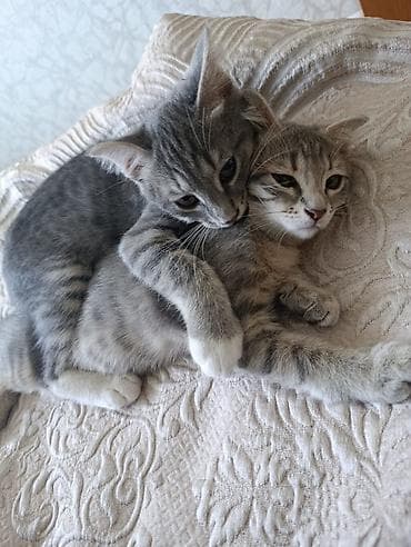 ev sıçanı: Tabbi, Yaxşı əllərə — 1