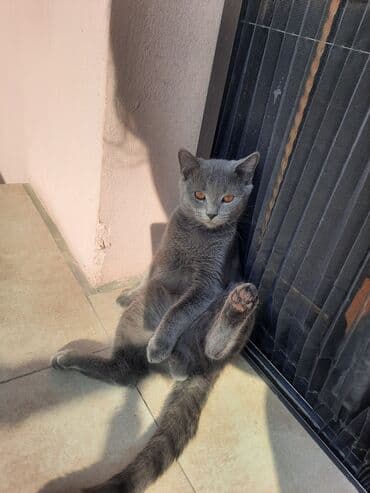 где можно купить котенка: Yaxşı əllərə, Ünvandan götürmə — 4
