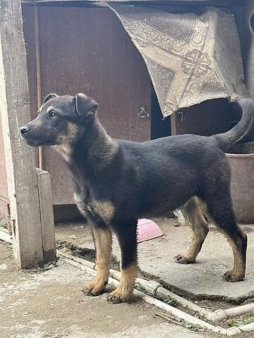 afçarka itləri: 4 aylığdı qeşey hürmeyi var həyəti, heyvanları, sahiblərni, cox yaxşı — 1