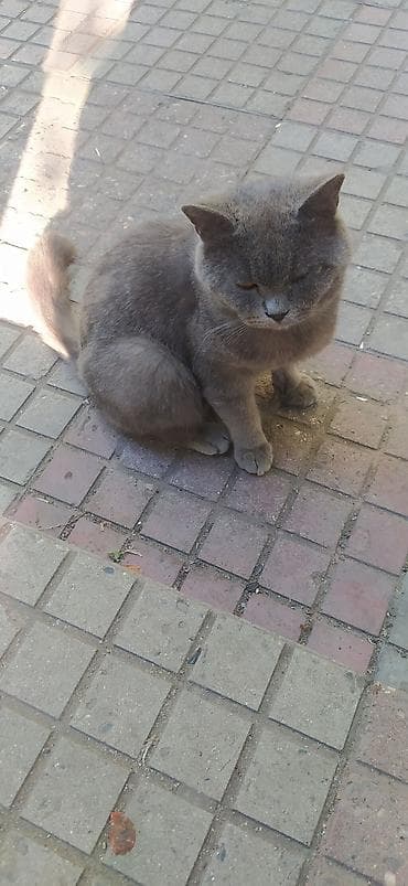 pisik cantası: Britan, Ünvandan götürmə — 2