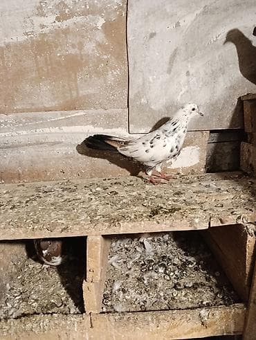 qus sesleri: Tutulma quşdu quş göz qabaqinda sağlam quşdu tuley kesiy tutmusam — 3