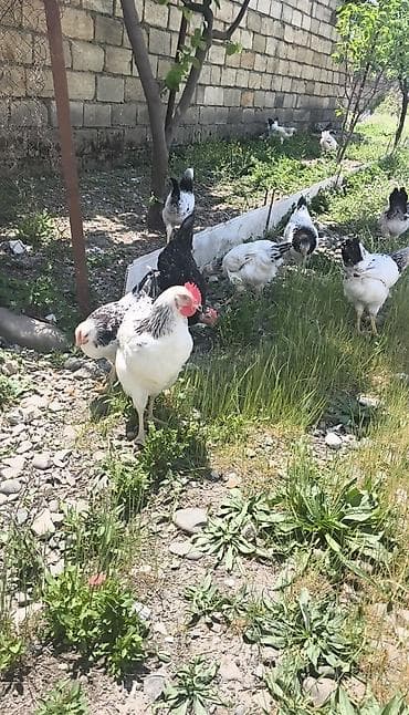 vendam kendi: Təsvir: - Yerli həyət şəraitində bəslənən ağ-qara ləkəli toyuqlar — 2