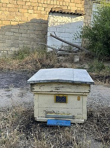 Arılar: Arı yeşikləri satılır 🐝 Şəkildə görünən tipdə arıçılıq üçün yararlı — 7