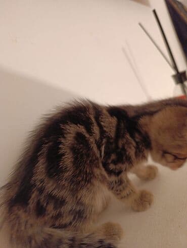 где можно купить котенка: Tabbi, Yaxşı əllərə — 2