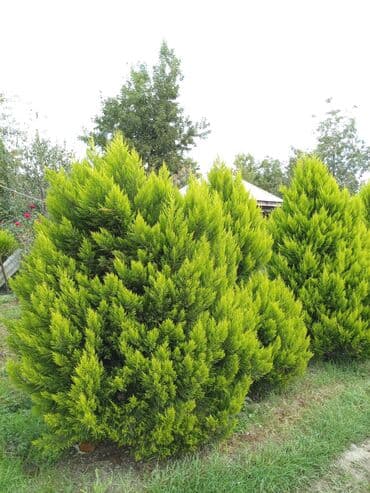 Грунт: Dekorativ Limon Rəngli Tuya Ağacı 5 ədəd qalıb. Şəkildə göründüyü kimi — 3