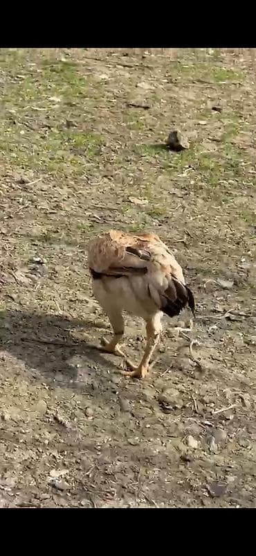 doberman qiyməti: Toyuq cücələri, Ətlik — 4