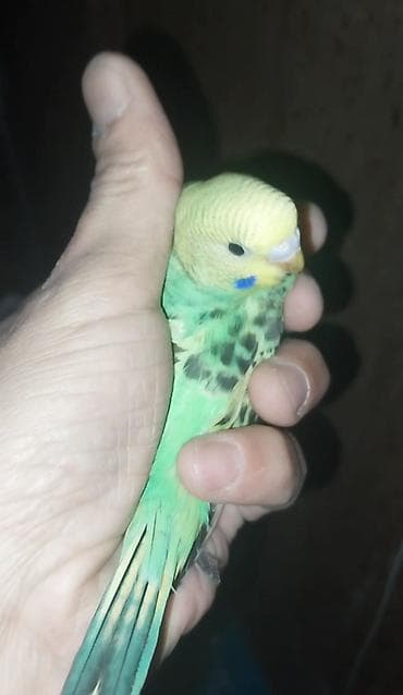 bülbül qəfəsi: Məhdud sayda 2 aylıq klassik rəngli dalğalı tutuquşular (Volnisti və — 3