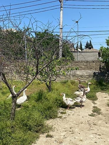 quş qaz: Qaz sürüsü satılır 7 ədəd 3 dişi 4 erkey - Növ: evdə bəslənmiş qazlar — 2