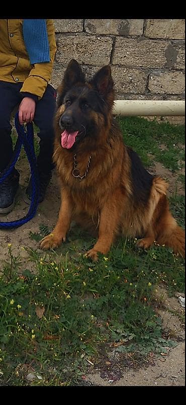 afcarka balasi qiymetleri: Alman çoban iti, Erkek — 3