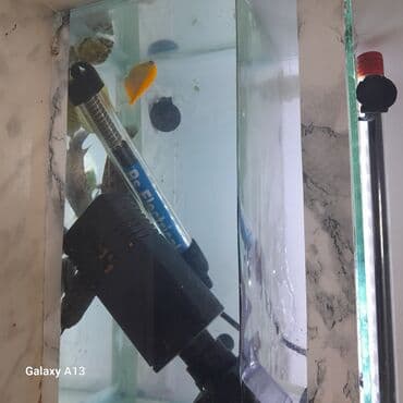 betta balıq: Akvaryum seti - Şüşə akvarium (şəffaf, dikdörtgen formalı) – yan — 5