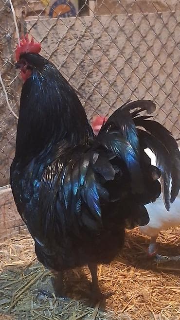 2 ayliq cuceler: Avstalorp Cinsi xoruz – tam qara — 9