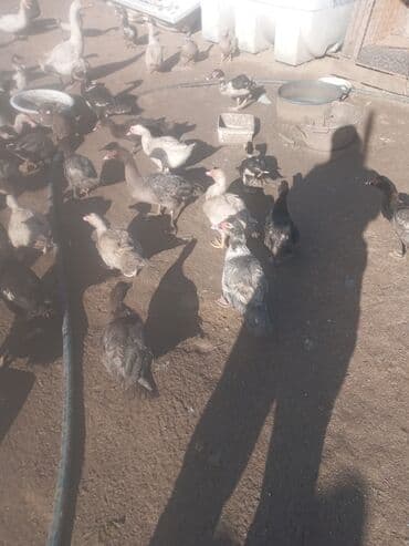 qoyun qiyməti 2024: Dişi, | Lal ördək, Yumurtalıq, Ünvandan götürmə — 9