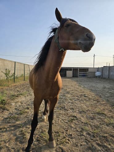 Gəmiricilər: Qarabağ Atı.yaş 3.5 Erkək. unvan Bakı Balaxanı. tam sağlam və təmiz — 3