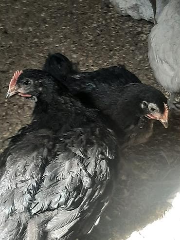 Собаки: Salam Aleykum, Dunyanın ən iri cinsi olan Jersey Gigant toyuqunun — 3