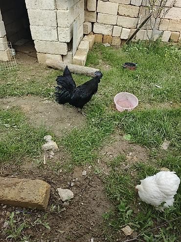 ligorin toyuq: Toyuq, Damazlıq — 5