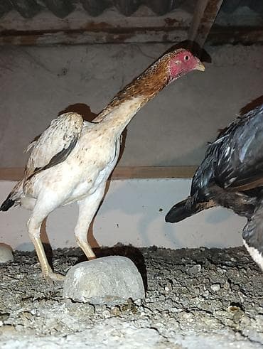 colpa toyuq: Toyuq, Damazlıq — 2