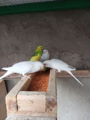 кольчатый попугай цена: Dalmatin və klassik rəng çeşidlərində dalqalı tutuquşular (badziqar) — 3