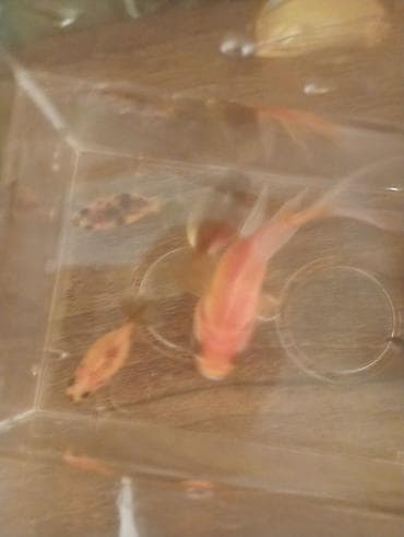 mermer baligi: Qızıl balıq, Sülhsevər — 3