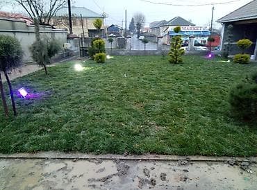 tülpan soğanı satışı: Qazon satılır sıx ve alaqsiz qazonlar olur eni yarpaq danimarka toxumu — 2