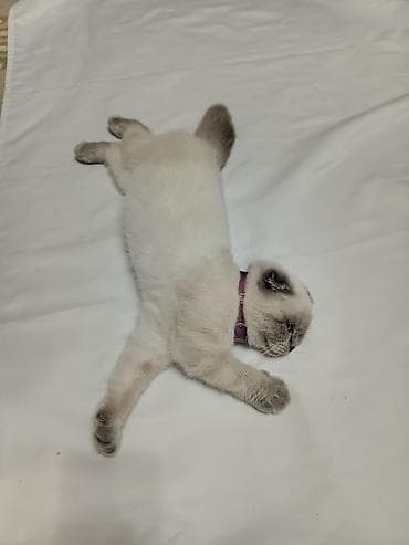 cins heyvanlar: Şotland yastı qulaq — 2