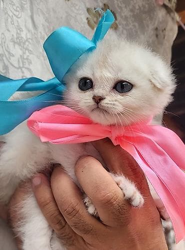 ucuz pişik: Şinşilla — 1