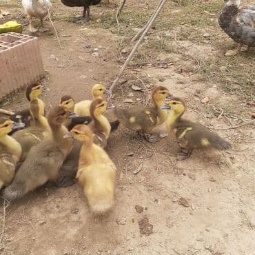 kayuqa ordək: Lal ördəklər macar sortu zümrüdü mirvari göy rəng balalarda satılır — 22