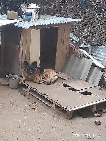 itler pitpul: Alman çoban iti — 2