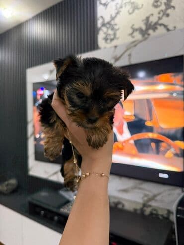 itler bala: Yorkşir teryer, 1 ay, Erkek, Sənədli, Pulsuz çatdırılma — 3