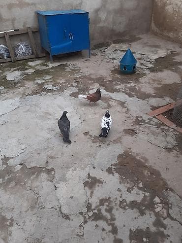 quşlar: Bir ededi 3 azn hamisi tutulmadilar — 4