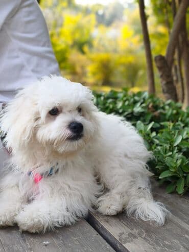 ev itleri balaca: Maltipoo (Maltese x Poodle) balası — ağ, yumşaq və hipoallergen tüklü — 2
