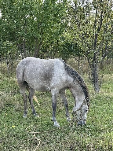 kənd toyugu: Dişi, il: 5, Ünvandan götürmə — 3