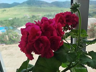yeni ile aid hediyyeler: Pelargonium (qərənfilvari sardunya) saksı gülləri - Növ: Pelargonium — 3