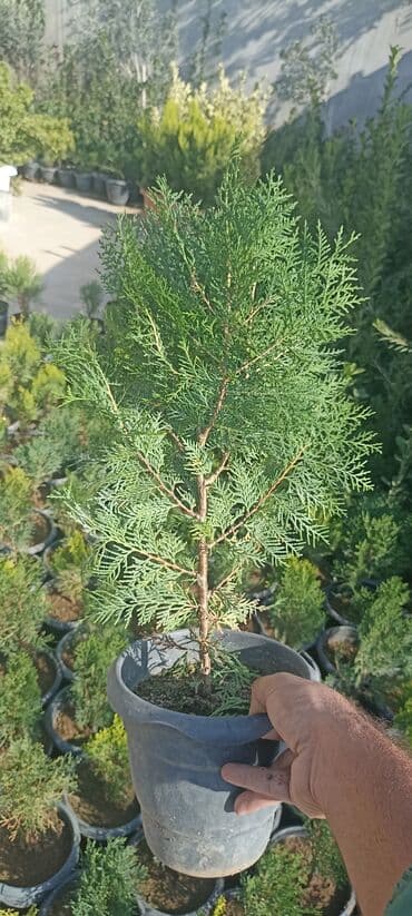 gül toxumları satışı: Dekorativ çöl bitkilərinin satışı və Sifarişlə yetişdirilməsi.Satış — 9