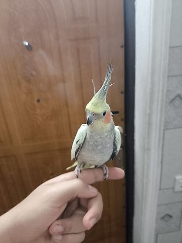 Nymph paraket (Cockatiel) – ələbiti, mehriban və sakit xasiyyətli at lalafo.az Nymph paraket (Cockatiel) – ələbiti, mehriban və sakit xasiyyətli