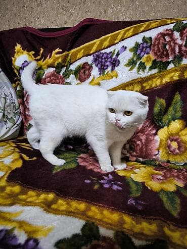 ağ pişik cinsləri: Şotland — 1