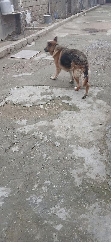 kreditle heyvan satisi: Alman çoban iti — 6