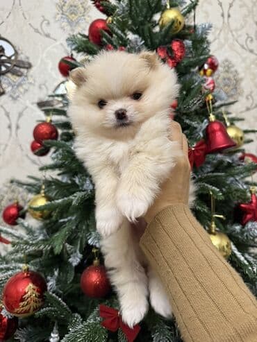 pug iti qiymeti: Şpitz, 1 ay, Erkek, Pulsuz çatdırılma — 5