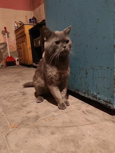 tüklü pişiklər: Rus mavi, Erkək, Yaxşı əllərə, Ödənişli çatdırılma — 3