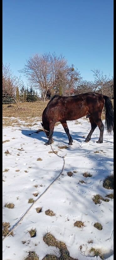 Erkək, il: 7, Ünvandan götürmə