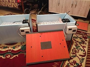 İtlər: Salam inkubator təzədi işlənməyib ikisi bir yerdə 300 AZN isdiyenler — 2