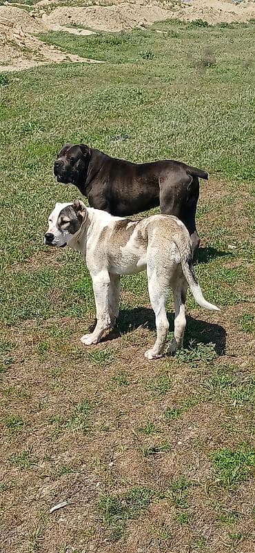 dişi pudel: Qurdbasar, 6 ay, Dişi — 2