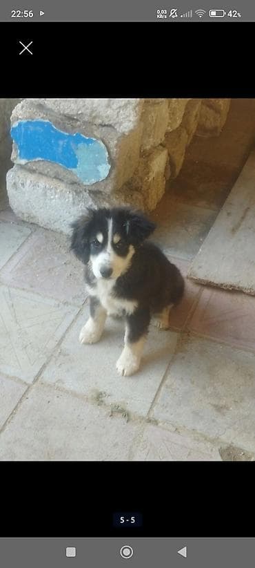 balaca at: Koker spaniyel, 3 ay, Dişi, Peyvəndli, Ödənişli çatdırılma — 3