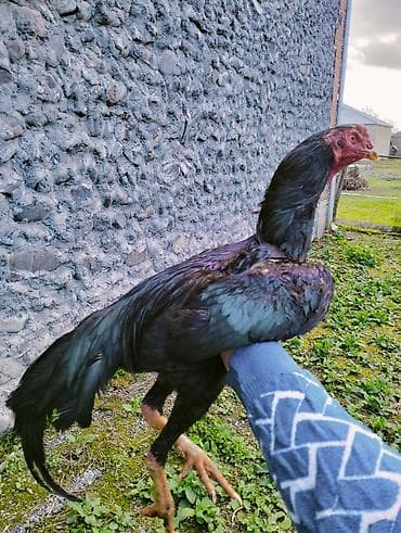 пудель карликовый цена: Qara rəngli uzunboy döyüş tipli cücələr (tək xoruz) – yerli seleksiya — 5